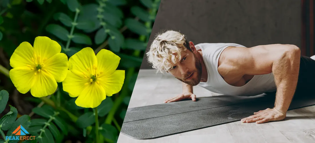 Tribulus Terrestris Boost Testosterone Levels