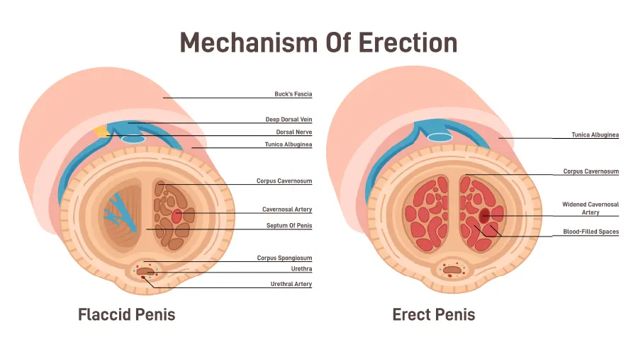 Mechanism Of Erections